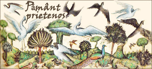 Pământ prietenos: Crearea de păsări de artist Belbello da Pavia (italiană, 1430-1473)